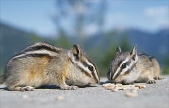 WILDLIFE, Rodents, Chimpmunks, Two Chipmunks on the ground eating nuts USA