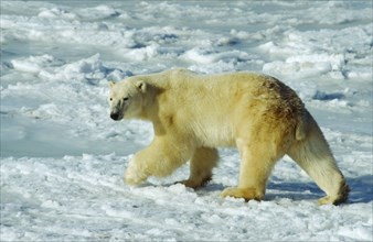 WILDLIFE, Bears, Polar Bear (ursus maritimus) walking on snow at Hudson bay near Churchill Canada