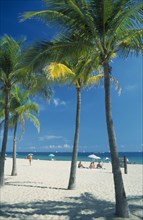 USA, Florida , Fort Lauderdale, Quiet white sand beach lined by palm trees.
