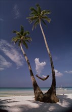 PHILIPPINES, Boracay Island, Man lying in hammock between two coconut palm trees on beach with a
