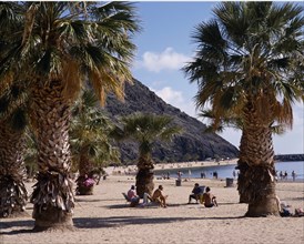 SPAIN, Canary Islands, Tenerife, Las Teresitas. Sunbathers sit among large palms on long sandy