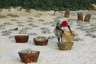 INDIA, Goa, Colva, Woman sifting sand from fish dried in the sun on the beach