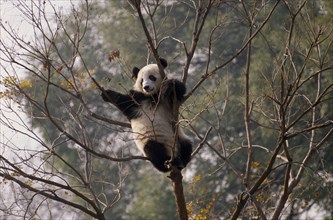 ANIMALS, Bears , Giant Panda, Panda climbing in a tree