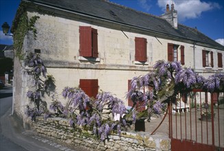 FRANCE, Loire Valley, Chenonceau , House with wisteria growing along wall