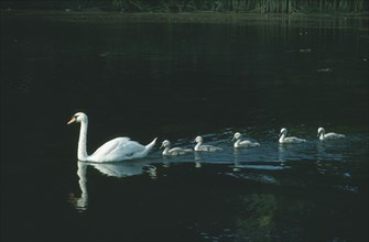 BIRD, On Water, With Chicks, Swan with cygnets following in line in water