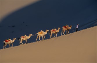CHINA, Gansu, Dunhuang, Silk Route. Man leads a line of camels up the ridge of a sand dune