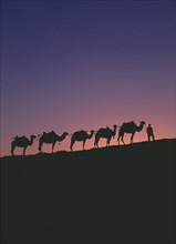 CHINA, Gansu, Dunhuang, "Silk Route. Line of camels on ridge sillhouetted at dawn, orange & blue