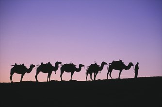 CHINA, Gansu, Dunhuang, "Silk Route. Line of camels on ridge sillhouetted at dawn, pink & purple