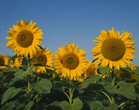 FLORA & FAUNA, Sunflowers, "Three sunflower heads in foreground, blue sky & other sunflowers in