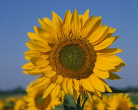 FLORA & FAUNA, Sunflower, "Sunflower head in foreground, blue sky & other sunflowers in background"