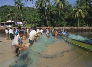 INDIA, Goa , Baga, Fishermen work on the beach emptying net of fish