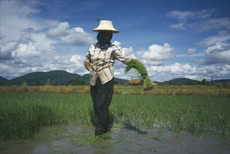 THAILAND, Loei Province , Person harvesting rice seedlings