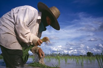 THAILAND, Loei Province , Person planting rice seedlings in a paddy