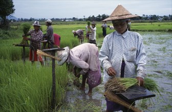THAILAND, Tak Province , Mae Sot, People standing in rice paddy harvesting rice seedlings