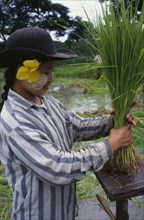 THAILAND, Tak Province , Mae Sot, Karen girl bundling rice seedlings