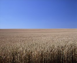 FRANCE, Marne, Agriculture, Field of ripe wheat.