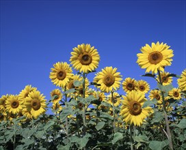 FRANCE, Champagne Ardenne , Marne, Sunflowers against a cloudless sky.