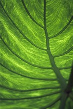 LANDSCAPE, Trees, Details, Green leaf showing the veins