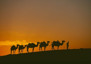 CHINA, Gansu, Dunhuang, Camel train on ridge of sand dune at sunset in the desert on the Silk Route