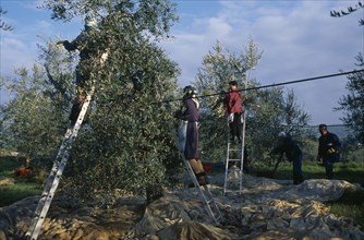 ITALY, Tuscany, Farming, Three women on ladders picking olives by hand.