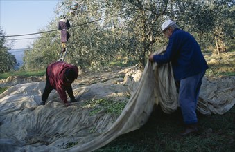 ITALY, Tuscany, Farming, Olive pickers collecting the crop in large sheets of material.