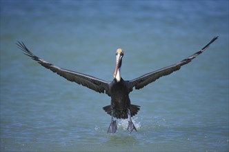 BIRD, Single, In Flight, "Marco Island in Florida.  Pelican, Pelican Occidentalis, in flight low