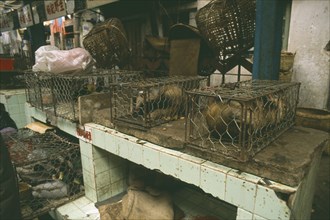 CHINA, Guangdong, Guangzhou, Caged badgers in the market for sale as food