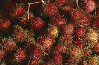 MALAYSIA, Kedah, Langkawi, Rambutan fruits at The Night Market in Kuah