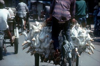 VIETNAM, Ho Chi Minh City, "Near Cholon market in district 5.  Cyclo loaded with ducks, viewed from
