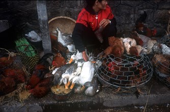 VIETNAM, Danang, Woman selling live poultry.