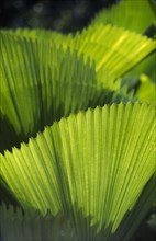 MALAYSIA, Kedah, Langkawi, Detail of fan palm leaves lit by the sun from behind