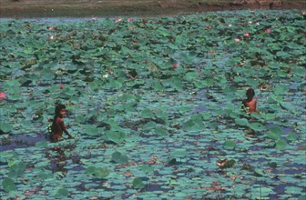 CAMBODIA, Svay Rieng, Two young girls amongst water lillies.