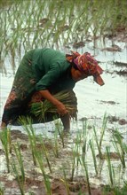 CAMBODIA, Kompong Trach, Khmer Rouge village woman planting rice.