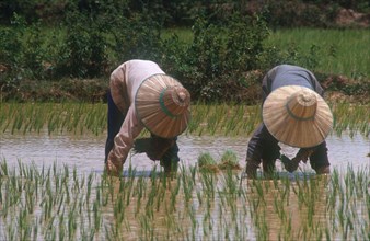 CAMBODIA, Prey Veng , Planting rice in paddy fields 25 minutes north of Prey Veng.