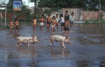 CAMBODIA, Tak Mao, Group of children and two pigs in flooded area.