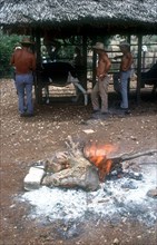 CUBA, Holguin, Los Angeles, Men branding cattle held in a cage on a ranch with the branding irons