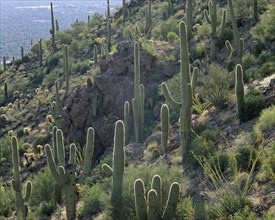 USA, Arizona, Saguaro Cacti growing on rocky hillside.