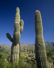 USA, Arizona, Saguaro Cacti growing amongst other vegetation in semi desert landscape.  Cloudless