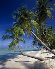 WEST INDIES, Tobago, Pigeon Point, "View along empty, sandy beach with aquamarine water and