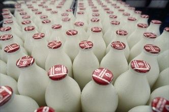 INDUSTRY, Production, Bottling, Full milk bottles on a conveyor belt in a bottling plant