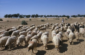 INDIA, Rajasthan, Agriculture, Shepherd with flock of sheep and goats in barren landscape.