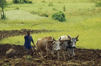 ETHIOPIA, Gojam Province, General, Man ploughing field with wooden plough pulled by oxen.
