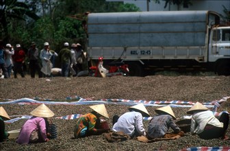 VIETNAM, Farming, Women sorting soya beans by hand on the ground.