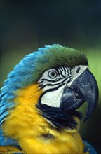 BIRDS, Single, Beak, "Brazil.  Blue and Yellow Macaw (Ara Ararauna), detail of head and beak of