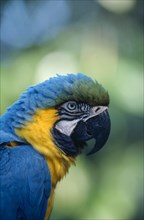 BIRDS, Single, Beak, "Brazil.  Blue and Yellow Macaw (Ara Ararauna), detail of head and beak of