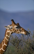 KENYA, Samburu, Animals, Reticulated Giraffe or Giraffa Camelopardalis.Single animal grazing on