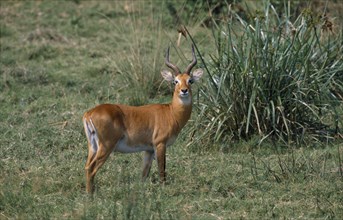 UGANDA, Animals, Queen Elizabeth National Park. Single male Kob standing in grassland area.