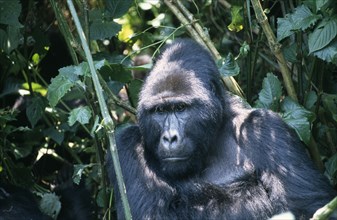 UGANDA, Bwindi Forest, Animals, "Mountain Gorilla (Gorilla Gorilla).  Single male sitting amongst