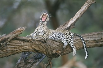 KENYA, Samburu, Animals, Leopard (Panthera Pardus).  Single animal lying on tree branch yawning.