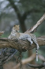 KENYA, Samburu, Animals, Leopard. Single animal lying on tree branch.